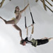 Suspension of Disbelief - Duo Trapeze